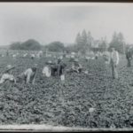 Men and women picking strawberries, 1898