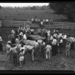 4-H dairy judging, Storrs, 1944