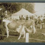 Dairy cattle at Connecticut fair, Charter Oak Park, West Hartford, 1908