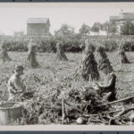 Men husking corn, Mystic area, ca. 1900