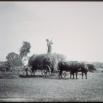 Loading hay into ox-drawn wagon, Mystic area, ca. 1900