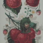 General Putnam and other strawberry varieties, G.H. and J.H. Hale Co., Glastonbury, 1890s