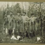 Hunting raccoons at Madison, 1900