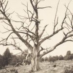 Last chestnut tree in Granby, 1935