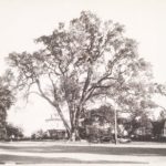 Wethersfield Great Elm, ca. 1940